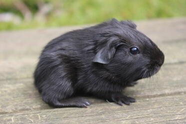 Smooth, plain havana hair of the wild west guinea pigs