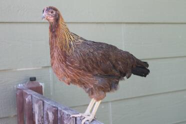 Chicken on fence