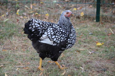 Chicken in garden