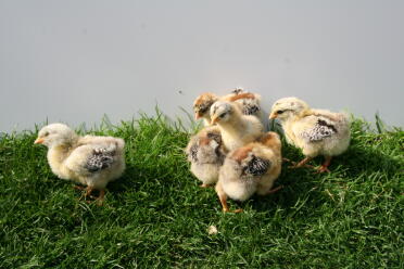 Chicks love to enjoy the sun.