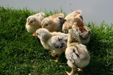 What adorable chicks!