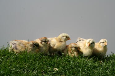 Chicks love to enjoy the sun.