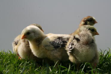 What adorable chicks!