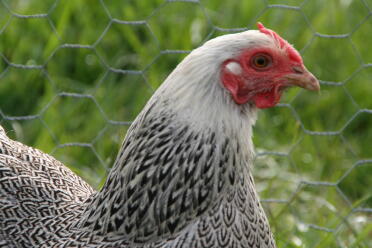 Silver pencilled partridge wyandotte bantam