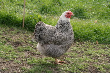 Silver pencilled partridge wyandotte bantam