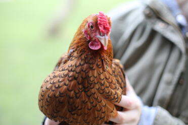 Wyandotte hen