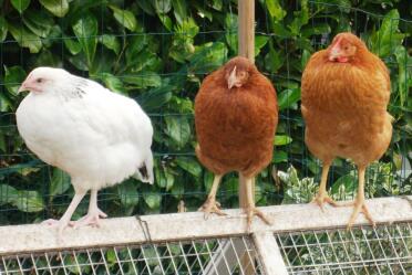 Hens keeping watch! 