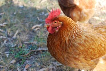 Lincolnshire buff chickens are such lovely pets!