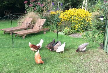 Happy chickens and safe flowers!