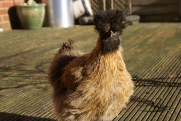 Silkie chickens are great pets