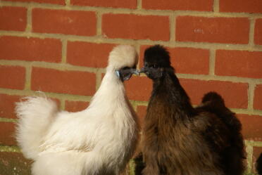 Chickens feel the love