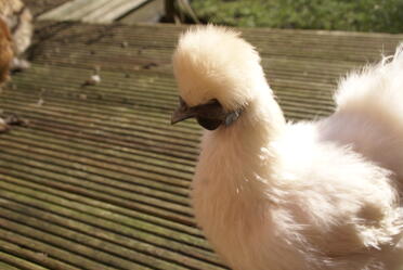 Silkie chickens are great pets