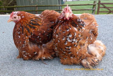 Millefleur pekin bantams