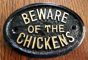 watch out for these chickens!