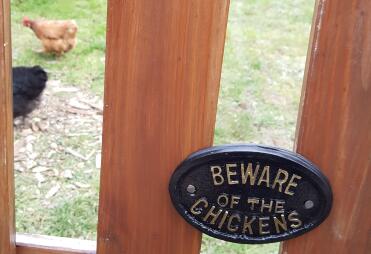 Beware, wicked hens!