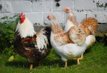 These chickens have such beautiful feathers!