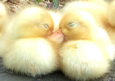 Ducks love sunbathing outside!