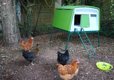 Belleysan pullets with large Eglu Cube