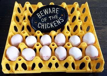 Watch out for these chickens!