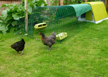 Eglu Go Green Chicken Coop with run and hens