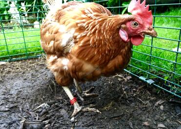 Mabel stepping out in style in red. 