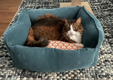 Melchior, the cat, loves this basket!