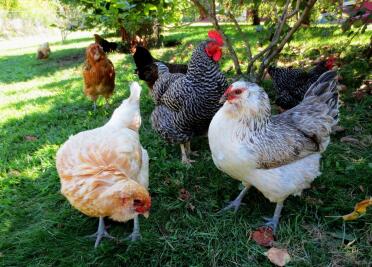 Chickens are such friendly pets!