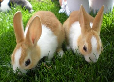 2 of my dutch baby rabbits