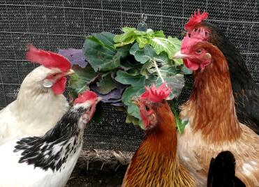 Happy hens