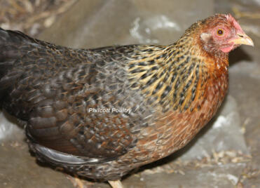 Welbar pullet