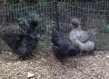 3 silkie bantam hens