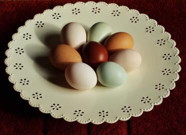 A selection of amazing coloured eggs.