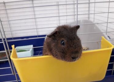 Guinea Pig in cage