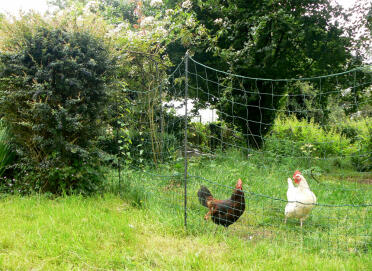 Chicken fencing is really helpful to keep your chickens in one place.