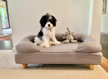 Molly with elephant in her new bed! x