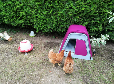 Chickens feel safe perching on their roosting bars