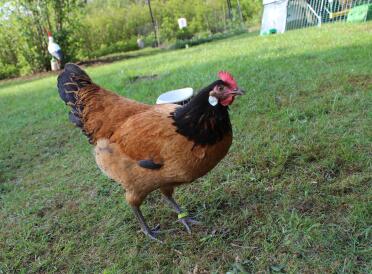 A proud breed, the vorwerk chicken !