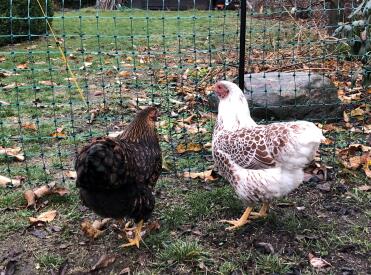 Chickens love to explore the garden.