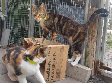 Cats climbing on box