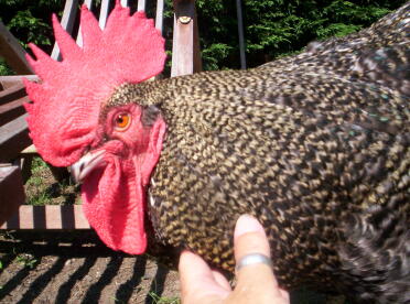 Chickens love being pet