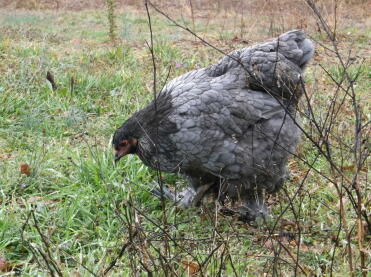 Blue brahma hen