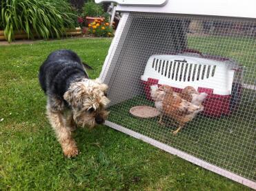 Bonnie checking out the new Omelet hen house 