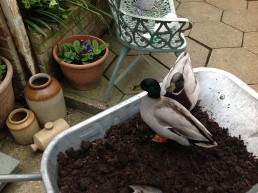 Pickle and fred in the compost! 