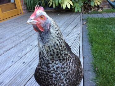 Chicken in garden