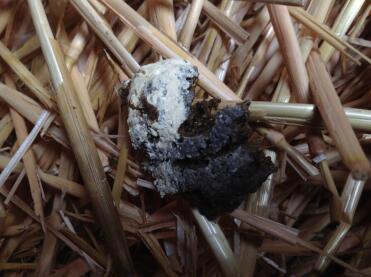 Chicken droppings often have a white peak