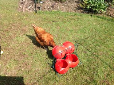 Happy hen loves feeder