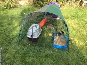 Classic hutch with 2 Netherland Dwarfs