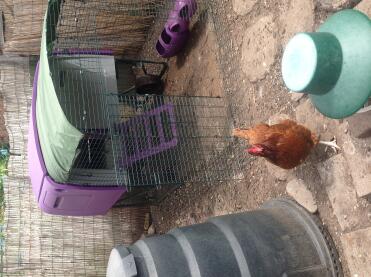 Just checking the compost bin out!