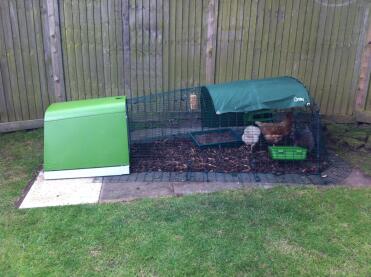 Daphne, Clucky & Henrietta in their new home.