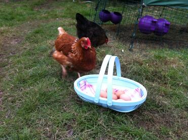 Our chicks checking out their eggs